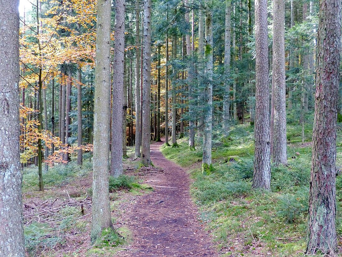 Ein Waldweg im Schwarzwald